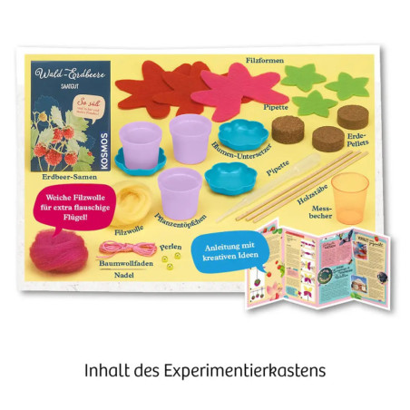 Kosmos Feen-Erdbeeren Kosmos Feen-Erdbeeren