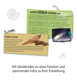Fossilien