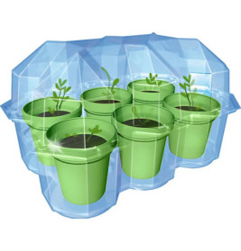 Kosmos Mimosen-Garten