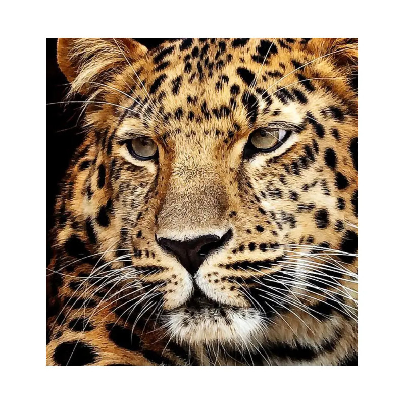 Nahaufnahme eines Leopardengesichts mit intensiven Augen und deutlich sichtbarem, geflecktem Fell. Nahaufnahme eines Leopardengesichts mit intensiven Augen und deutlich sichtbarem, geflecktem Fell.