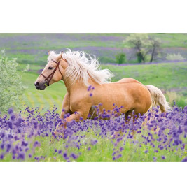 Ein Palomino-Pferd läuft durch ein Feld lila Wildblumen, im Hintergrund sind grüne Hügel zu sehen.