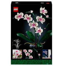 10311 Orchidee