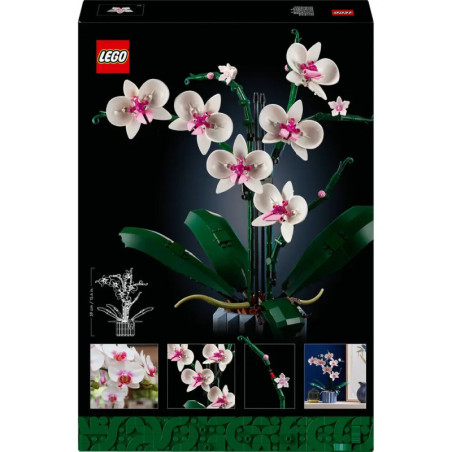 10311 Orchidee