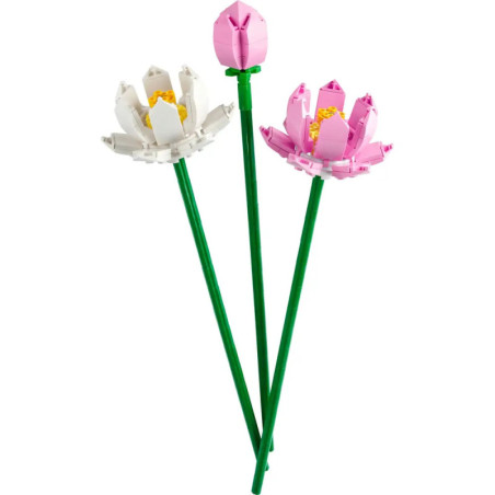 40647 Lotusblumen