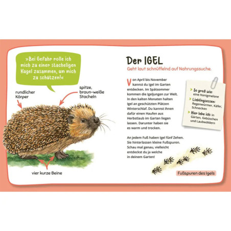 Mein 1. Naturführer Was lebt im Garten?