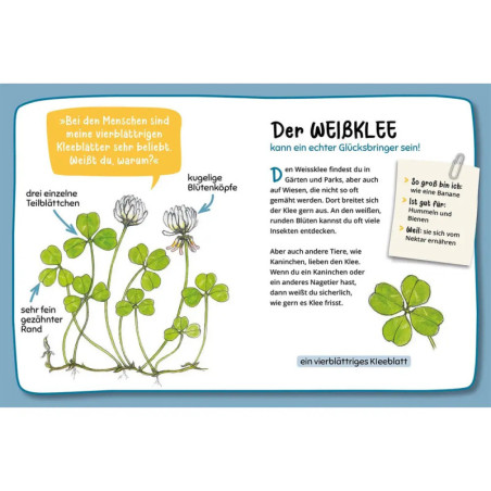 Mein 1. Naturführer Was blüht denn da?