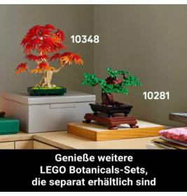 Japanischer Roter Ahorn Bonsai-Baum