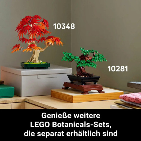 Japanischer Roter Ahorn Bonsai-Baum