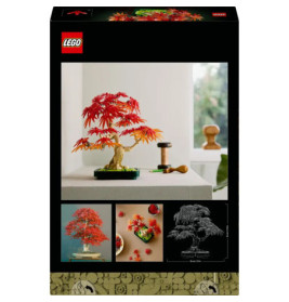 Japanischer Roter Ahorn Bonsai-Baum