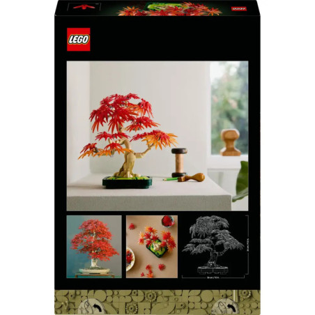 Japanischer Roter Ahorn Bonsai-Baum