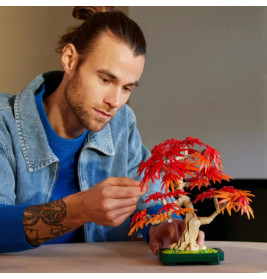 Japanischer Roter Ahorn Bonsai-Baum