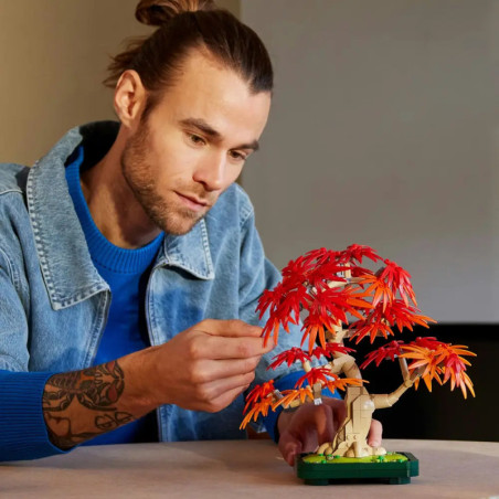Japanischer Roter Ahorn Bonsai-Baum