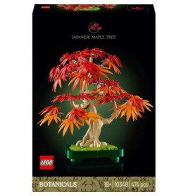 Japanischer Roter Ahorn Bonsai-Baum