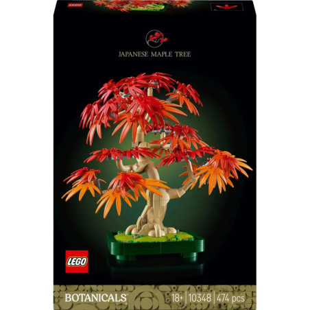 Japanischer Roter Ahorn Bonsai-Baum