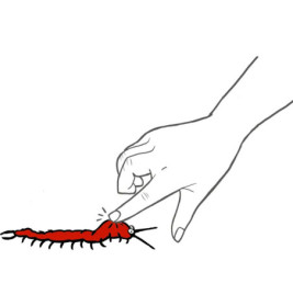 Klebriger Tausendfüßler - Wild+Cool