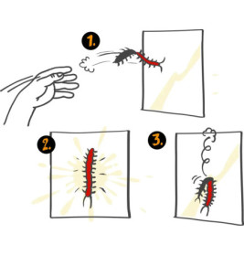 Klebriger Tausendfüßler - Wild+Cool