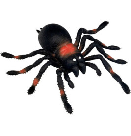 Kellerspinne - Wild+Cool