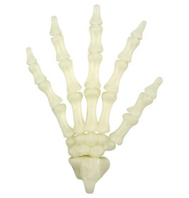 Fluoreszierende Skelett-Hand - Wild+Cool