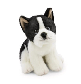 Schwarz-weißer Plüschwelpe sitzt vor weißem Hintergrund und schaut nach oben.