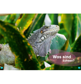 WAS IST WAS Erstes Lesen. Echsen