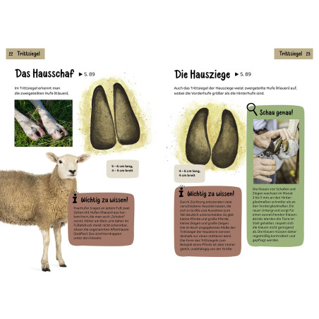 Welche Tierspur ist das? Kindernaturführer