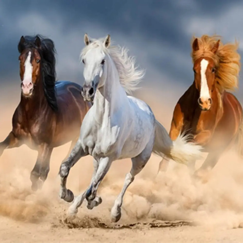 Drei Pferde - braun, weiß und fuchsfarben - galoppieren über staubigen Boden unter bewölktem Himmel.