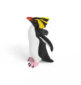 Felsenpinguin