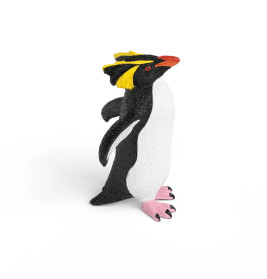 Felsenpinguin