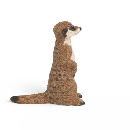 Erdmännchen