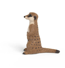 Erdmännchen