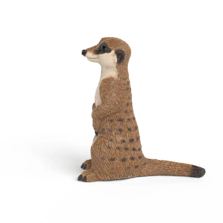 Erdmännchen