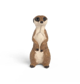 Erdmännchen