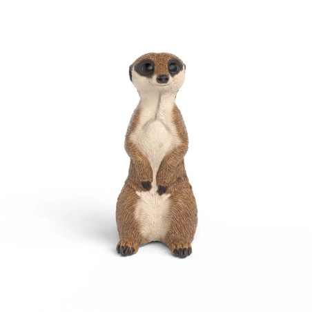Erdmännchen