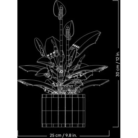 BOTANICALS Friedenslilie
