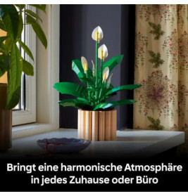 BOTANICALS Friedenslilie