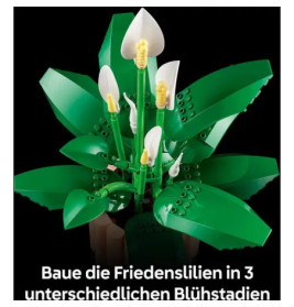 BOTANICALS Friedenslilie