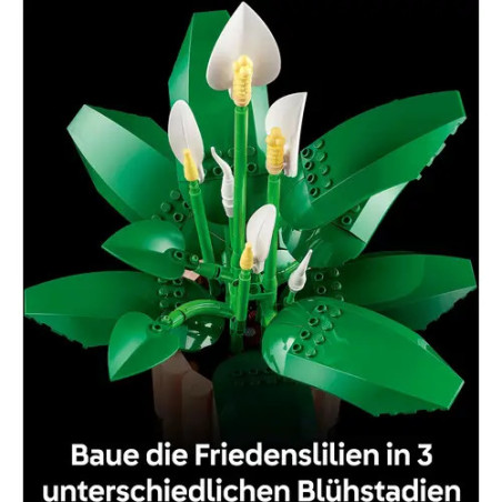 BOTANICALS Friedenslilie
