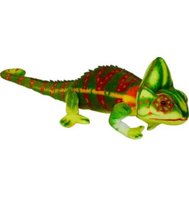 Chamäleon - Nature Zoom Wild