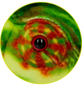 Chamäleon - Nature Zoom Wild