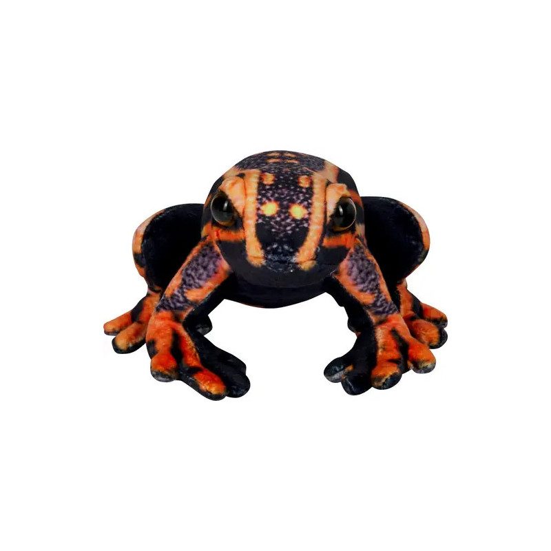 Schwarz-orangefarbener Frosch von vorn auf weißem Hintergrund.
