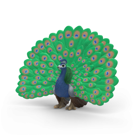 Ein bunter Pfau steht mit vollständig aufgefächerten, leuchtenden grünen und blauen Schwanzfedern.