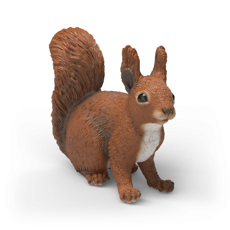 Eichhörnchen