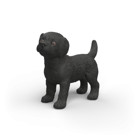 Schwarzer Labrador Retriever