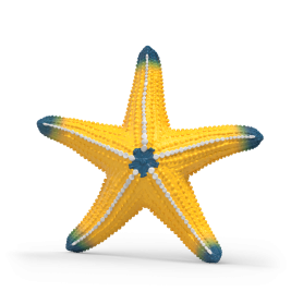 Gelber Seestern mit blauen Spitzen und weißen Punkten auf jedem Arm vor weißem Hintergrund.