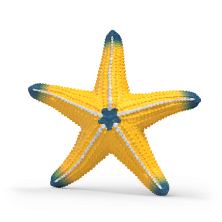 Gelber Seestern mit blauen Spitzen und weißen Punkten auf jedem Arm vor weißem Hintergrund.