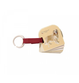Tier-Flashcards mit rotem Band und Plastikring, oben ist ein Golden Retriever abgebildet.