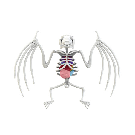 Simba Scout Dissect-It Mini Labor – Tierfreundliches Anatomie Experiment für Kinder