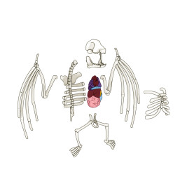 Simba Scout Dissect-It Mini Labor – Tierfreundliches Anatomie Experiment für Kinder