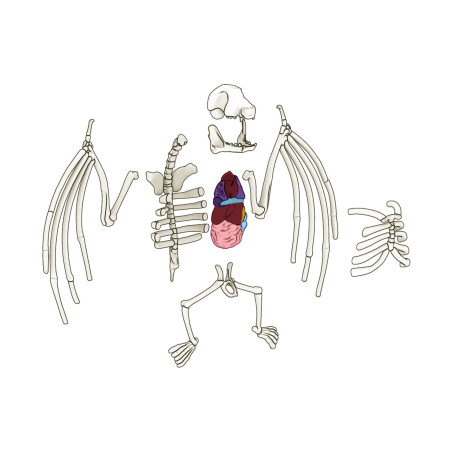 Simba Scout Dissect-It Mini Labor – Tierfreundliches Anatomie Experiment für Kinder