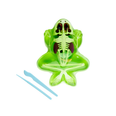 Simba Scout Dissect-It Frosch – Anatomie spielerisch erkunden & lernen